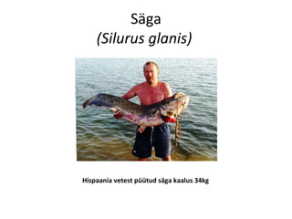 Säga
    (Silurus glanis)




Hispaania vetest püütud säga kaalus 34kg
 