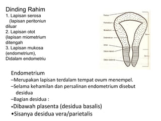 Dinding Rahim :
1. Lapisan serosa
(lapisan peritonium),
diluar
2. Lapisan otot
(lapisan miometrium),
ditengah
3. Lapisan mukosa
(endometrium),
Didalam endometrium.
Endometrium
–Merupakan lapisan terdalam tempat ovum menempel.
–Selama kehamilan dan persalinan endometrium disebut
desidua
–Bagian desidua :
•Dibawah plasenta (desidua basalis)
•Sisanya desidua vera/parietalis
 