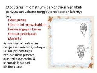 Otot uterus (miometrium) berkontraksi mengikuti
penyusutan volume ronggauterus setelah lahirnya
bayi
Penyusutan
Ukuran ini menyebabkan
berkurangnya ukuran
tempat perlekatan
plasenta
Karena tempat perlekatan
menjadi semakin kecil,sedangkan
ukuran plasenta tidak
berubah maka plasenta
akan terlipat,menebal &
kemudain lepas dari
dinding uterus
 