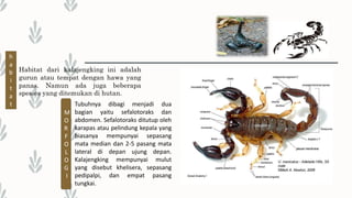 Habitat dari kalajengking ini adalah
gurun atau tempat dengan hawa yang
panas. Namun ada juga beberapa
spesies yang ditemukan di hutan.
Tubuhnya dibagi menjadi dua
bagian yaitu sefalotoraks dan
abdomen. Sefalotoraks ditutup oleh
karapas atau pelindung kepala yang
biasanya mempunyai sepasang
mata median dan 2-5 pasang mata
lateral di depan ujung depan.
Kalajengking mempunyai mulut
yang disebut khelisera, sepasang
pedipalpi, dan empat pasang
tungkai.
h
a
b
i
t
a
t
M
O
R
F
O
L
O
G
I
 