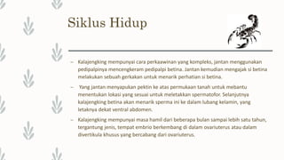 Siklus Hidup
– Kalajengking mempunyai cara perkaawinan yang kompleks, jantan menggunakan
pedipalpinya mencengkeram pedipalpi betina. Jantan kemudian mengajak si betina
melakukan sebuah gerkakan untuk menarik perhatian si betina.
– Yang jantan menyapukan pektin ke atas permukaan tanah untuk mebantu
menentukan lokasi yang sesuai untuk meletakkan spermatofor. Selanjutnya
kalajengking betina akan menarik sperma ini ke dalam lubang kelamin, yang
letaknya dekat ventral abdomen.
– Kalajengking mempunyai masa hamil dari beberapa bulan sampai lebih satu tahun,
tergantung jenis, tempat embrio berkembang di dalam ovariuterus atau dalam
divertikula khusus yang bercabang dari ovariuterus.
 