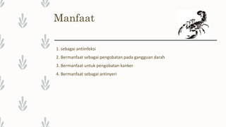 Manfaat
1. sebagai antiinfeksi
2. Bermanfaat sebagai pengobatan pada gangguan darah
3. Bermanfaat untuk pengobatan kanker
4. Bermanfaat sebagai antinyeri
 