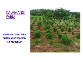 KALAMANSI
FARM
JOAN M.CORBADURA
SHAN ANDREI MACASO
12-AGRICROP
 