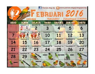 Kalander Parrot 16 Parrots Abg Aji