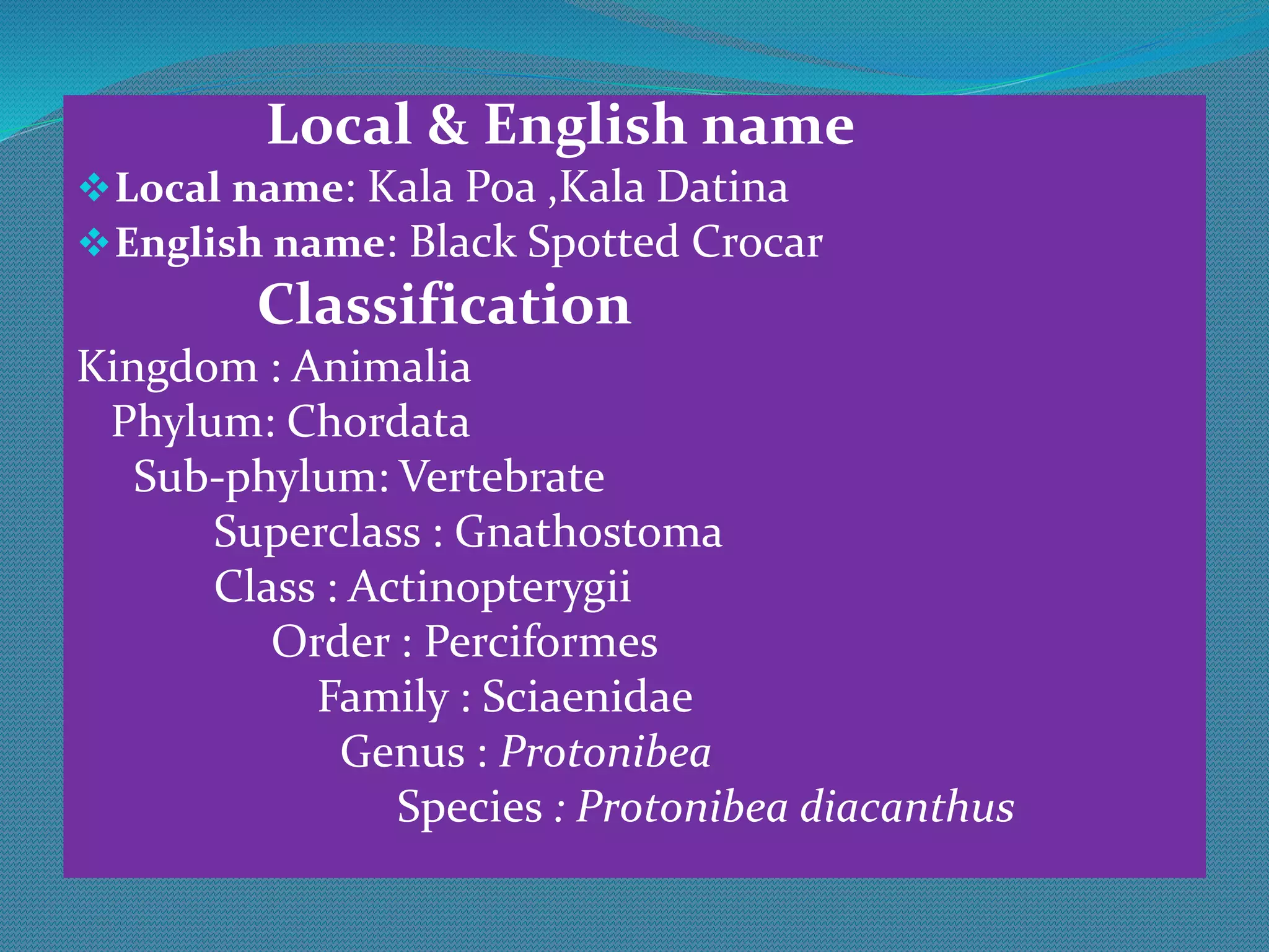 Kala Poa protonibea Diacanthus PPT kala-poa-protonibea-diacanthus-ppt