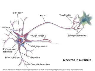 A2neuron2in2our2brain2
Image:+hHp://www.medicalsciencenavigator.com/how&to&study&for&anatomy&and&physiology/why&sleep&improves&memory+
 