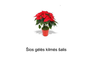 Šios gėlės kilmės š 