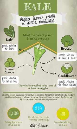 Kale: Another Fabulous Benefit of Genetic Modification (INFOGRAPHIC)