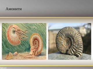 Амонити
 