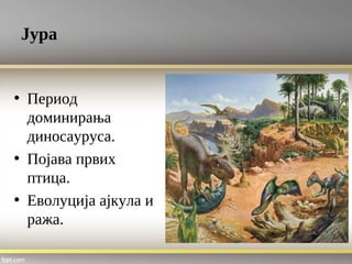 Јура
• Период
доминирања
диносауруса.
• Појава првих
птица.
• Еволуција ајкула и
ража.
 