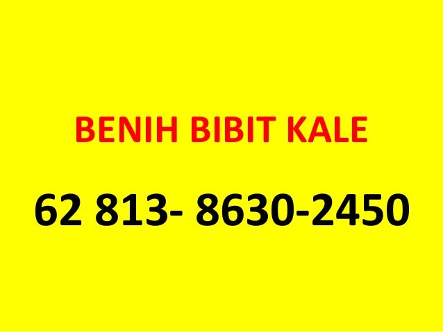 Agen Bibit Kale Kribo Tanaman Import 081386302450 T SEL 