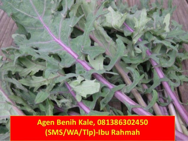 Agen Bibit Kale Kribo Tanaman Import 081386302450 T SEL 