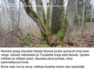 Foto:http://2.bp.blogspot.com/-
Qfg_1looqPM/TsafKdU3cRI/AAAAAAAAEno/DJzdTqcCrqU/s320/pic+060.JPG
Noorem poeg otsustas hakata Soome poole ujuma,et oma ema
varga küüsist vabastada ja Tuuslarile kurja eest tasuda. Ujudes
märkas ta väikest saart, otsustas pisut puhata, istus
sammaldunud kivile.
Enne veel, kui ta uinus, hakkas kostma noore neiu lauluhääl.
 