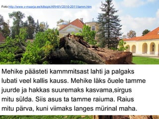Foto:http://www.v-maarja.ee/kiltsipk/ARHIIV/2010-2011/tamm.htm
Mehike päästeti kammmitsast lahti ja palgaks
lubati veel kallis kauss. Mehike läks õuele tamme
juurde ja hakkas suuremaks kasvama,sirgus
mitu sülda. Siis asus ta tamme raiuma. Raius
mitu pärva, kuni viimaks langes mürinal maha.
 