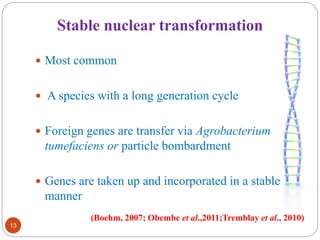 Stable nuclear transformation 
 Most common 
 A species with a long generation cycle 
 Foreign genes are transfer via Agrobacterium 
tumefaciens or particle bombardment 
 Genes are taken up and incorporated in a stable 
manner 
13 
(Boehm, 2007; Obembe et al.,2011;Tremblay et al., 2010) 
 