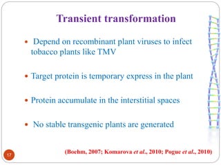 Transient transformation 
17 
 Depend on recombinant plant viruses to infect 
tobacco plants like TMV 
 Target protein is temporary express in the plant 
 Protein accumulate in the interstitial spaces 
 No stable transgenic plants are generated 
(Boehm, 2007; Komarova et al., 2010; Pogue et al., 2010) 
 