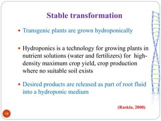 Stable transformation 
19 
 Transgenic plants are grown hydroponically 
 Hydroponics is a technology for growing plants in 
nutrient solutions (water and fertilizers) for high-density 
maximum crop yield, crop production 
where no suitable soil exists 
 Desired products are released as part of root fluid 
into a hydroponic medium 
(Raskin, 2000) 
 