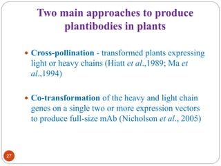 Two main approaches to produce 
plantibodies in plants 
27 
 Cross-pollination - transformed plants expressing 
light or heavy chains (Hiatt et al.,1989; Ma et 
al.,1994) 
 Co-transformation of the heavy and light chain 
genes on a single two or more expression vectors 
to produce full-size mAb (Nicholson et al., 2005) 
 