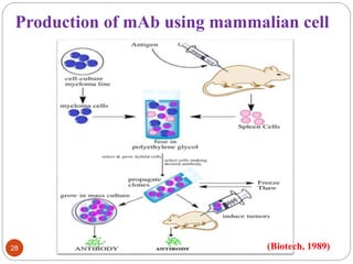 Production of mAb using mammalian cell 
28 (Biotech, 1989) 
 