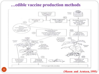 …edible vaccine production methods 
33 
(Mason and Arntzen, 1995) 
 