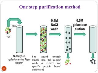 One step purification method 
39 
Sba tagged rprotein 
loaded into the column 
wash to remove non 
specific protein bound 
then eluted 
 