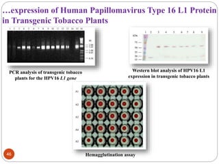 …expression of Human Papillomavirus Type 16 L1 Protein 
in Transgenic Tobacco Plants 
PCR analysis of transgenic tobacco 
46 
plants for the HPV16 L1 gene 
Western blot analysis of HPV16 L1 
expression in transgenic tobacco plants 
Hemagglutination assay 
 