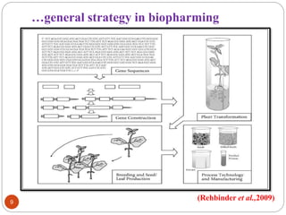 …general strategy in biopharming 
9 
(Rehbinder et al.,2009) 
 