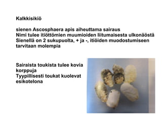 Kalkkisikiö
sienen Ascosphaera apis aiheuttama sairaus
Nimi tulee itiöttömien muumioiden liitumaisesta ulkonäöstä
Sienellä on 2 sukupuolta, + ja -, itiöiden muodostumiseen
tarvitaan molempia
Sairaista toukista tulee kovia
korppuja
Tyypillisesti toukat kuolevat
esikotelona
 