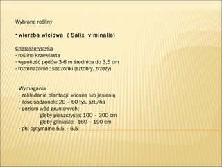 Wybrane rośliny
• wierzba wiciowa ( Salix viminalis)
Charakterystyka
- roślina krzewiasta
- wysokość pędów 3-6 m średnica do 3,5 cm
- rozmnażanie ; sadzonki (sztobry, zrzezy)
Wymagania
- zakładanie plantacji; wiosną lub jesienią
- ilość sadzonek; 20 – 60 tys. szt./ha
- poziom wód gruntowych:
gleby piaszczyste; 100 – 300 cm
gleby gliniaste; 160 – 190 cm
- ph; optymalne 5,5 – 6,5
 
