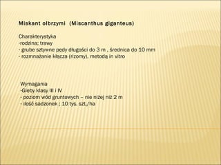 Miskant olbrzymi (Miscanthus giganteus)
Charakterystyka
-rodzina; trawy
- grube sztywne pędy długości do 3 m , średnica do 10 mm
- rozmnażanie kłącza (rizomy), metodą in vitro
Wymagania
-Gleby klasy III i IV
- poziom wód gruntowych – nie niżej niż 2 m
- ilość sadzonek ; 10 tys. szt./ha
 