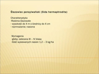 Ślazowiec pensylwański (Sida hermaphrodita)
Charakterystyka
-Rodzina ślazowate
- wysokość do 4 m o średnicy do 4 cm
- rozmnażanie; nasiona
Wymagania
-gleby; zalecana III – IV klasa
-Ilość wysiewanych nasion 1,2 – 3 kg/ha
 
