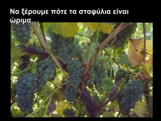 Να ξέρουμε πότε τα σταφύλια είναι ώριμα ... 