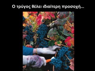 Ο τρύγος θέλει ιδιαίτερη προσοχή... 
