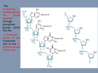 The
nucleoside
building blocks
are joined
together
through
phosphate
groups which
link the
5′-hydroxyl
group of one
nucleoside
unit to the 3′-
hydroxyl group
of the next.
 