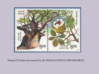 Stamp Of Parijat tree issued by the INDIAN POSTAL DEPARTMENT.
 