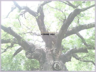 “A DIVINE TREE”
 