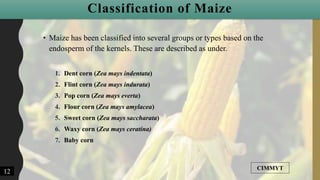 • Maize has been classified into several groups or types based on the
endosperm of the kernels. These are described as under.
1. Dent corn (Zea mays indentata)
2. Flint corn (Zea mays indurata)
3. Pop corn (Zea mays everta)
4. Flour corn (Zea mays amylacea)
5. Sweet corn (Zea mays saccharata)
6. Waxy corn (Zea mays ceratina)
7. Baby corn
Classification of Maize
12
CIMMYT
 