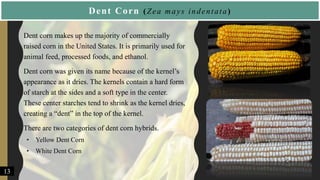 Dent Corn (Zea mays indentata)
• Dent corn makes up the majority of commercially
raised corn in the United States. It is primarily used for
animal feed, processed foods, and ethanol.
• Dent corn was given its name because of the kernel’s
appearance as it dries. The kernels contain a hard form
of starch at the sides and a soft type in the center.
These center starches tend to shrink as the kernel dries,
creating a “dent” in the top of the kernel.
• There are two categories of dent corn hybrids.
• Yellow Dent Corn
• White Dent Corn
13
 