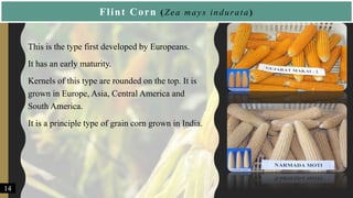 Flint Corn (Zea mays indurata)
• This is the type first developed by Europeans.
• It has an early maturity.
• Kernels of this type are rounded on the top. It is
grown in Europe, Asia, Central America and
South America.
• It is a principle type of grain corn grown in India.
14
 