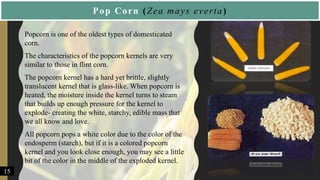 Pop Corn (Zea mays everta)
• Popcorn is one of the oldest types of domesticated
corn.
• The characteristics of the popcorn kernels are very
similar to those in flint corn.
• The popcorn kernel has a hard yet brittle, slightly
translucent kernel that is glass-like. When popcorn is
heated, the moisture inside the kernel turns to steam
that builds up enough pressure for the kernel to
explode- creating the white, starchy, edible mass that
we all know and love.
• All popcorn pops a white color due to the color of the
endosperm (starch), but if it is a colored popcorn
kernel and you look close enough, you may see a little
bit of the color in the middle of the exploded kernel.
15
 