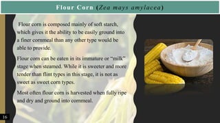 Flour Corn (Zea mays amylacea)
• Flour corn is composed mainly of soft starch,
which gives it the ability to be easily ground into
a finer cornmeal than any other type would be
able to provide.
• Flour corn can be eaten in its immature or “milk”
stage when steamed. While it is sweeter and more
tender than flint types in this stage, it is not as
sweet as sweet corn types.
• Most often flour corn is harvested when fully ripe
and dry and ground into cornmeal.
16
 
