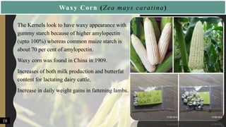 Waxy Corn (Zea mays caratina)
• The Kernels look to have waxy appearance with
gummy starch because of higher amylopectin
(upto 100%) whereas common maize starch is
about 70 per cent of amylopectin.
• Waxy corn was found in China in 1909.
• Increases of both milk production and butterfat
content for lactating dairy cattle,
• Increase in daily weight gains in fattening lambs.
18
 