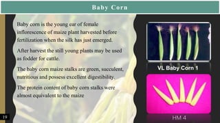 Baby Corn
• Baby corn is the young ear of female
inflorescence of maize plant harvested before
fertilization when the silk has just emerged.
• After harvest the still young plants may be used
as fodder for cattle.
• The baby corn maize stalks are green, succulent,
nutritious and possess excellent digestibility.
• The protein content of baby corn stalks were
almost equivalent to the maize
HM 4
VL Baby Corn 1
19
 