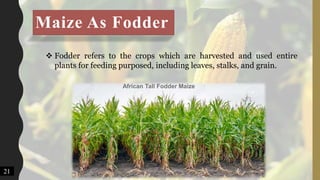 Maize As Fodder
 Fodder refers to the crops which are harvested and used entire
plants for feeding purposed, including leaves, stalks, and grain.
African Tall Fodder Maize
21
 