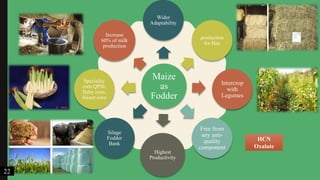 Maize
as
Fodder
Wider
Adaptability
production
for Hay
Intercrop
with
Legumes
Free from
any anti-
quality
component
Highest
Productivity
Silage
Fodder
Bank
Speciality
corn QPM,
Baby corn,
Sweet corn
Increase
60% of milk
production
22
HCN
Oxalate
 
