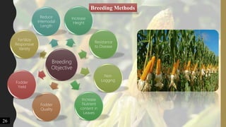 Breeding Methods
Breeding
Objective
Reduce
Internodal
Length
Increase
Height
Increase
Nutrient
content in
Leaves
Resistance
to Disease
Non
Logging
Fertilize
Responsive
Variety
Fodder
Quality
Fodder
Yield
26
 