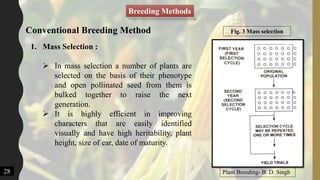 Breeding Methods
1. Mass Selection :
 In mass selection a number of plants are
selected on the basis of their phenotype
and open pollinated seed from them is
bulked together to raise the next
generation.
 It is highly efficient in improving
characters that are easily identified
visually and have high heritability, plant
height, size of ear, date of maturity.
28
Conventional Breeding Method
Plant Breeding- B. D. Singh
Fig. 3 Mass selection
 