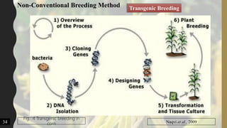Transgenic Breeding
34
Fig. 4 Transgenic breeding in
corn Naqvi et al., 2009
Non-Conventional Breeding Method
 