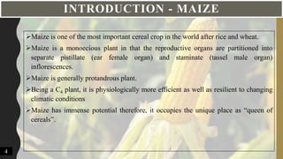 INTRODUCTION - MAIZE
Maize is one of the most important cereal crop in the world after rice and wheat.
Maize is a monoecious plant in that the reproductive organs are partitioned into
separate pistillate (ear female organ) and staminate (tassel male organ)
inflorescences.
Maize is generally protandrous plant.
Being a C4 plant, it is physiologically more efficient as well as resilient to changing
climatic conditions
Maize has immense potential therefore, it occupies the unique place as “queen of
cereals”.
4
 