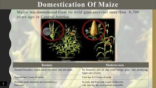 Domestication Of Maize
Maize was domesticated from its wild grass ancestor more than 8,700
years ago in Central America.
Teosinte Modern corn
Teosinte branches, which allows for more ears per plant. No branches and all that extra energy goes into producing
larger ears of corn.
Teosinte has 2 rows of seeds. Corn has 8-12 rows of seeds.
Teosinte seeds (kernels) are covered by a
fruit case.
In corn, the fruit case is part of thecorn
cob, leaving the corn kernels accessible.5
 